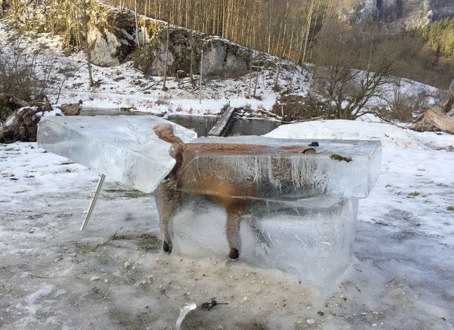 Un renard pris dans la glace